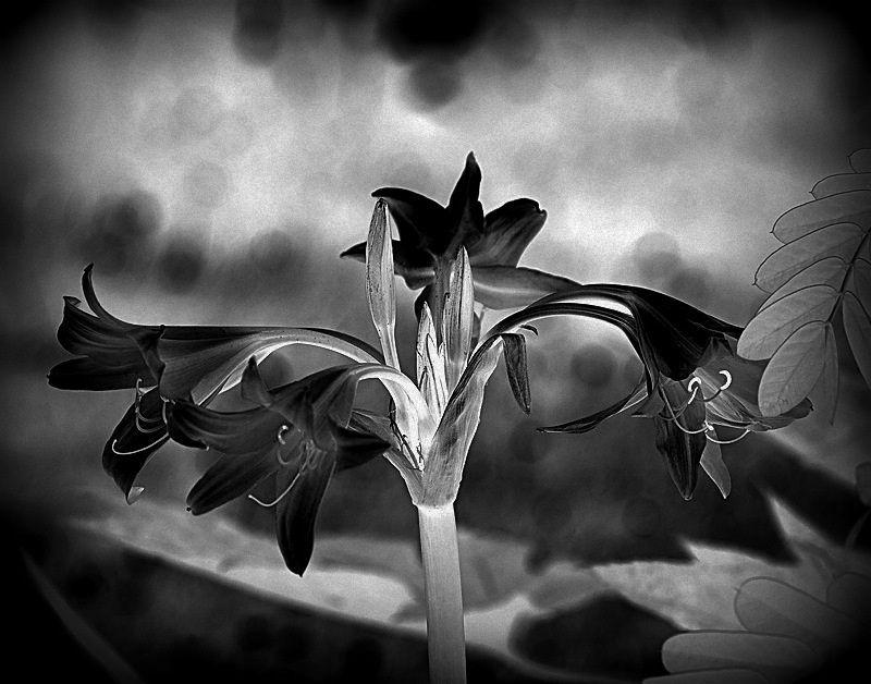 Le Parti Pris Des Choses Nombre De Pages www.forumlumix.com