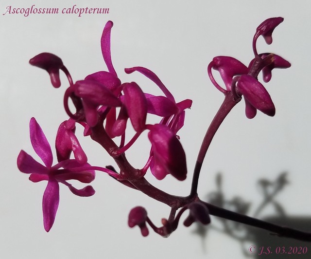 Ascoglossum calopterum 20030809441611420016679773