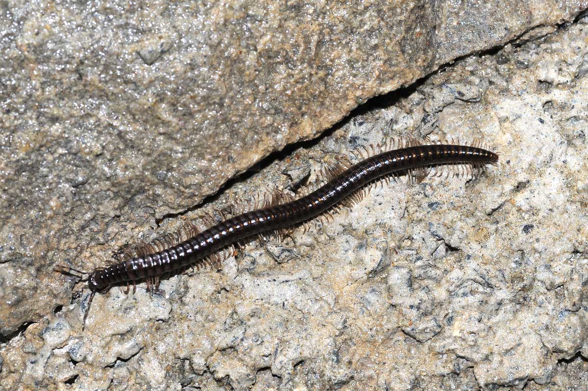 a rare urodele Natur Gesellschaft für Fleischfressende Pflanzen e.V.