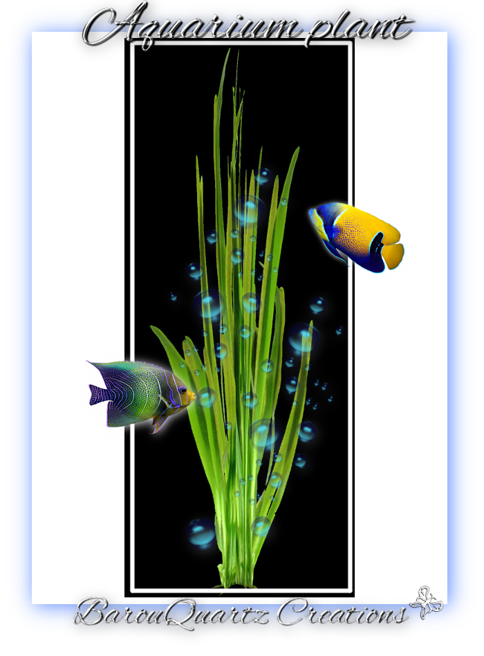 GT plant aquarium