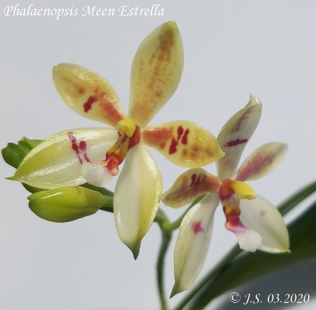 Phalaenopsis Meen Estrella 20040910413811420016734979