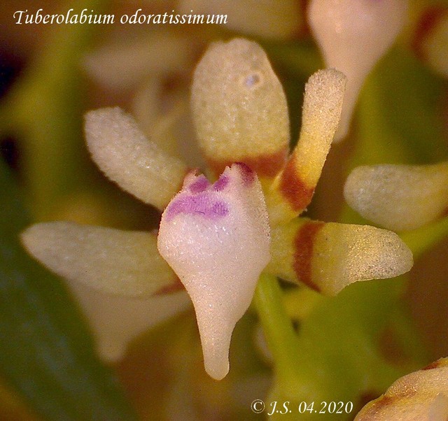 Tuberolabium odoratissimum 20041109291111420016738352