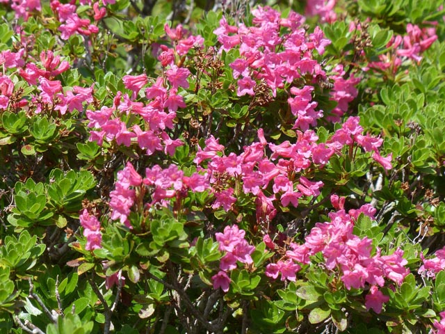 Rhododendron ZwPyJb-3-Rhodo-A