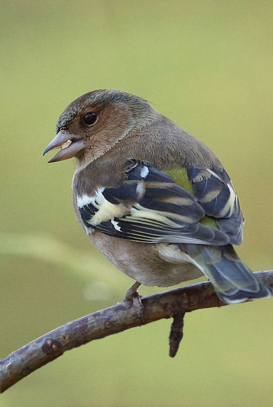 Animaux de mon jardin - Pinson