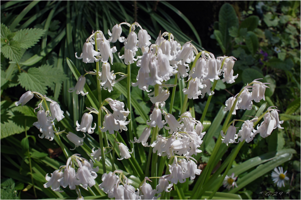 Fleurs blanches tout simplement SJg3Jb-DSC06101-copie