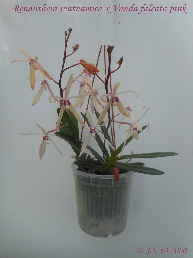 Renantanda Heico Greffier (Renanthera vietnamensis x Neofinetia falcata )  20052010073511420016804040