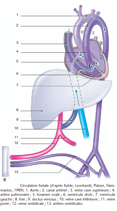 circulation foetale