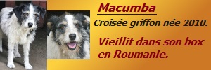 MACUMBA - griffon 11 ans  (7 ans de refuge) -Asso Arche d'Eternité (Roumanie) 20070310215524395716902516