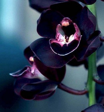 04-orchidee-noire-06