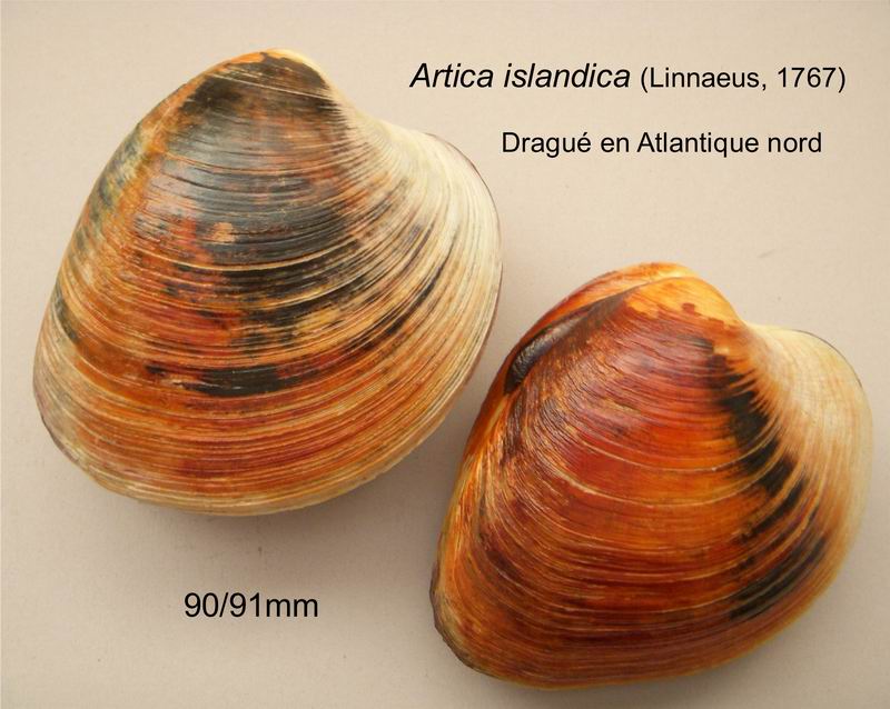 Arcticidae : Arctica islandica (Linnaeus, 1767) - Page 2 20072402055814587716935131