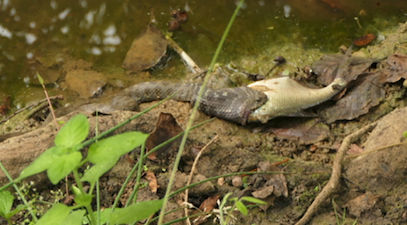 Bildschirmfoto 2020-07-29 um 09.50.03