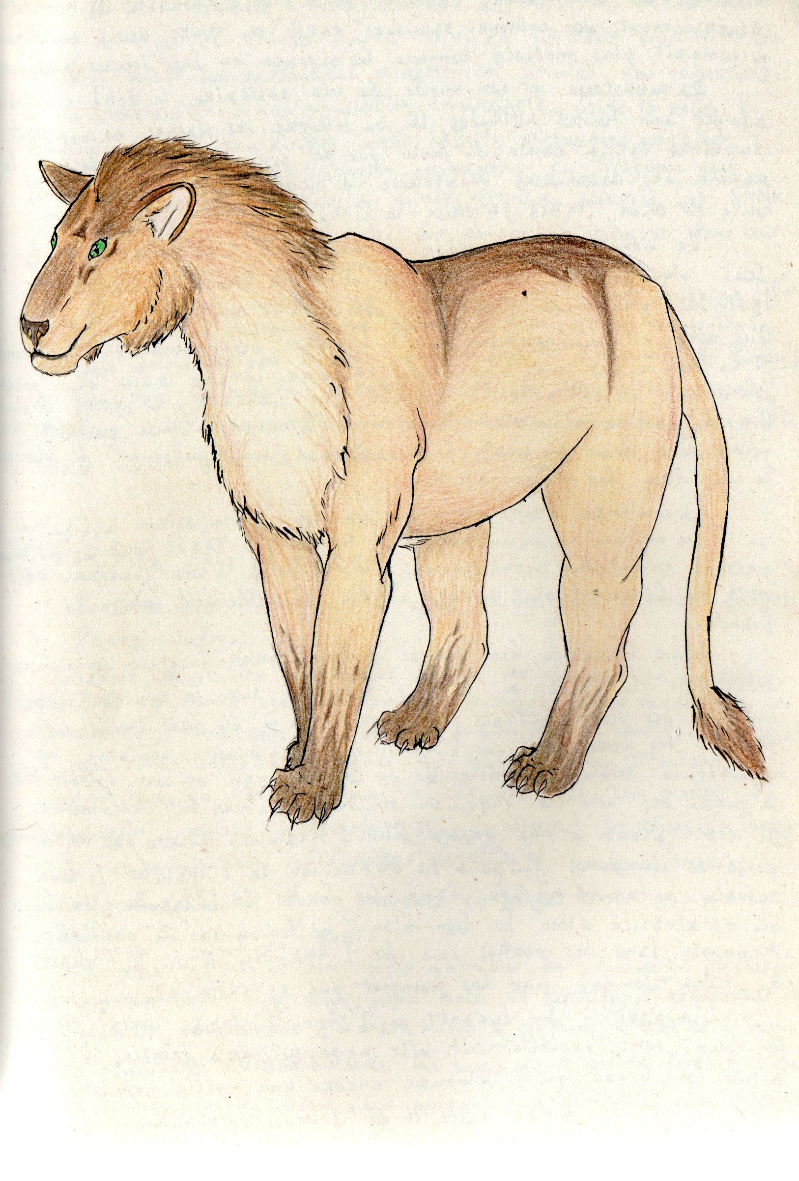 Lion Sylvain