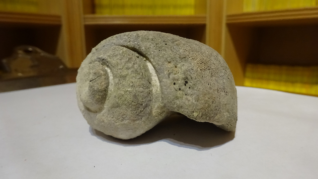 Fosil de molusco gasteropodo.Cazorla.DSC02162(reducida a 7 cm)