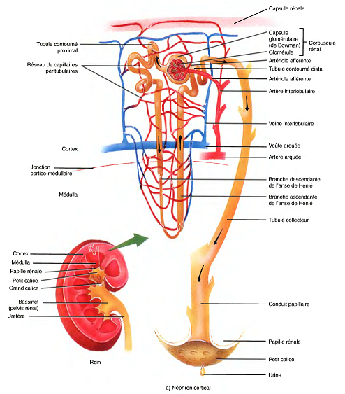 nephron cortical