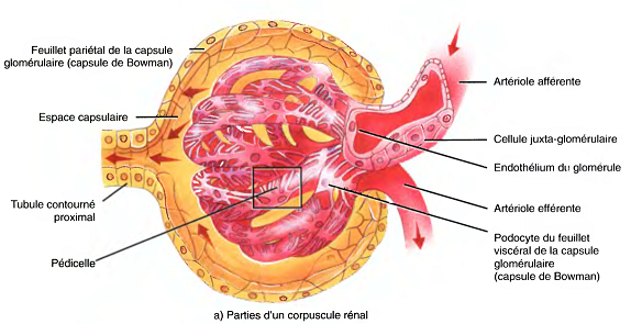 corpuscule renal