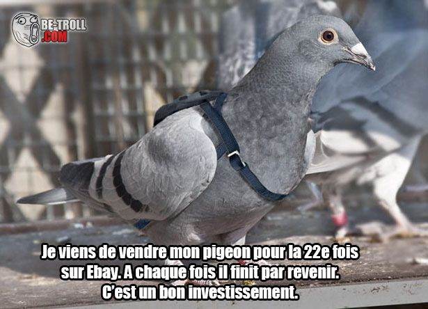 pigeon escroc