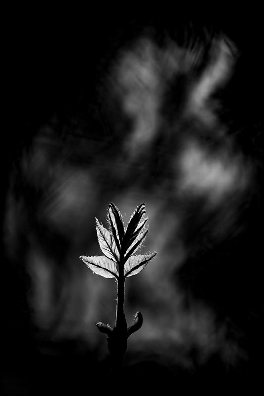  Nature in Black and White 21010108361725768017194340