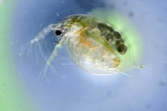 mes photos - _Daphnie G=15x