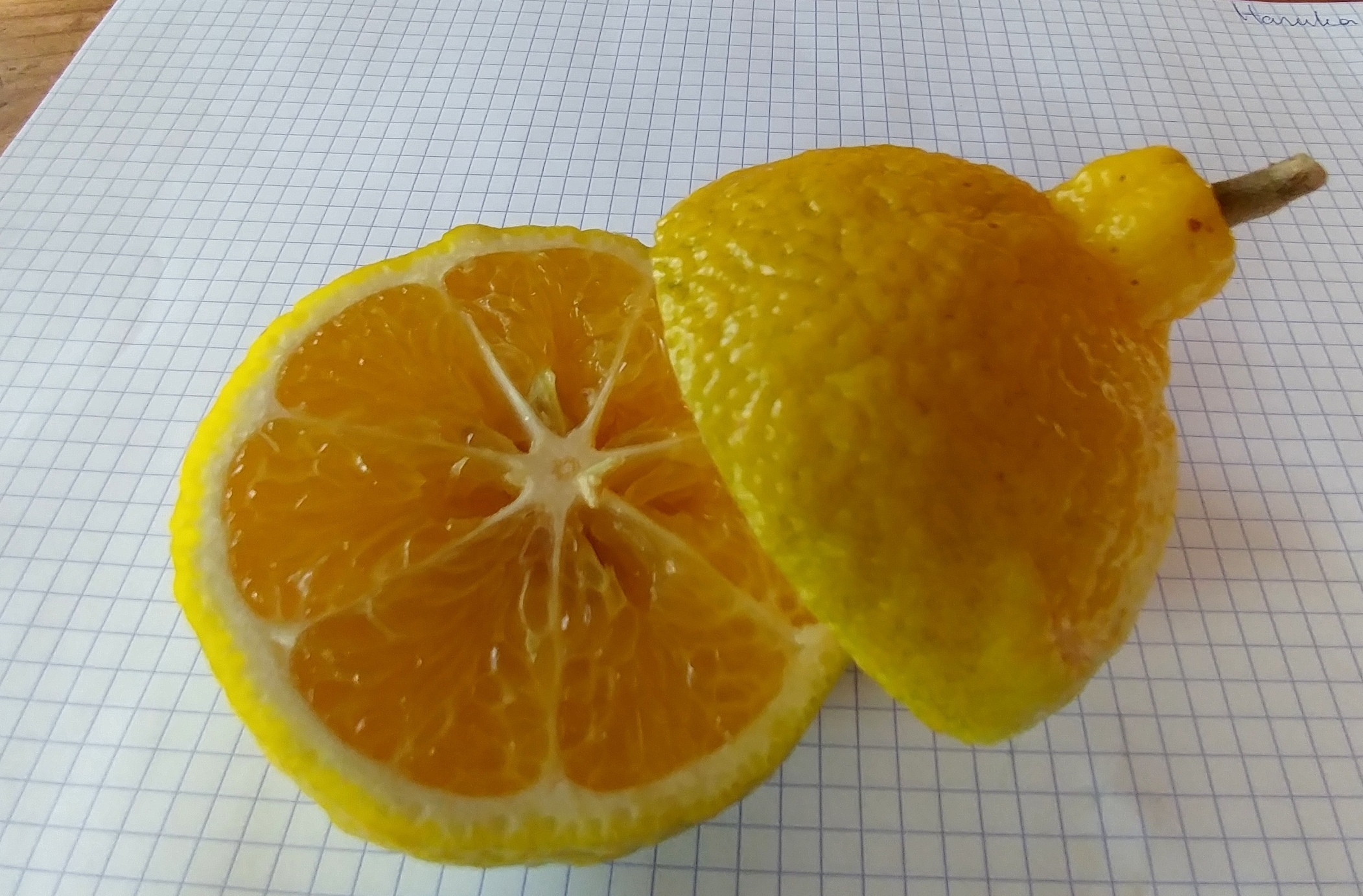 citrus-haruka-open-2(1)