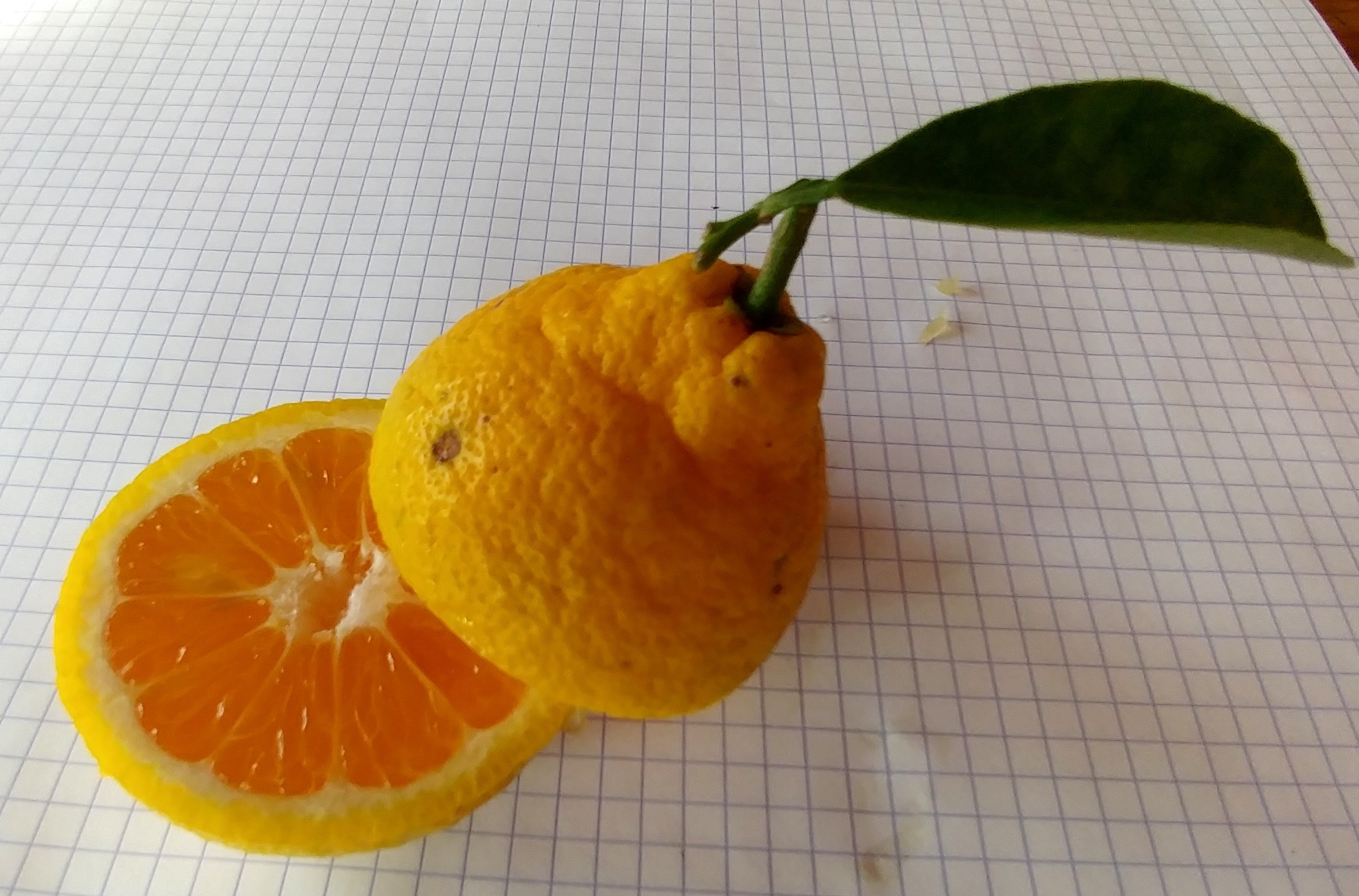 citrus-sambokan-sulkata-open-2