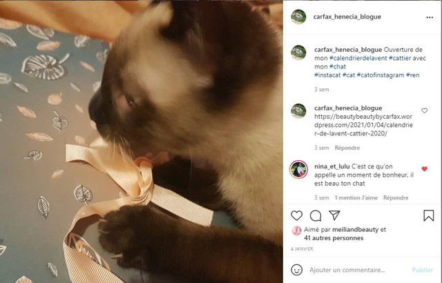 chat calendrier de l'avent cattier