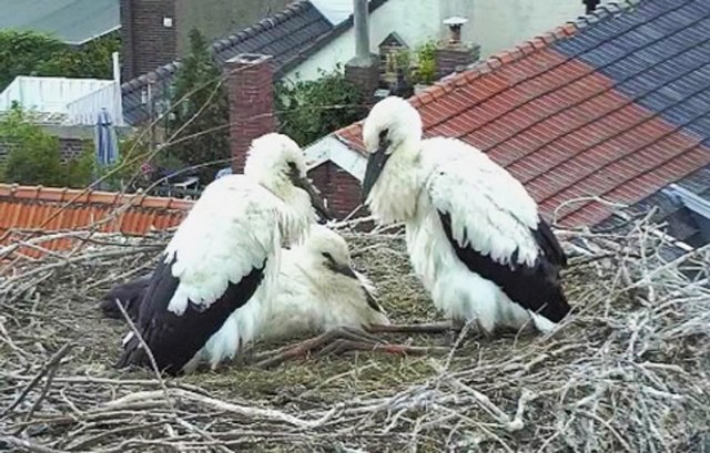 Pays-Bas : Cigogne SodvLb-A-103-15-B