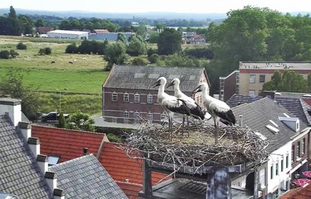 Pays-Bas : Cigogne TodvLb-A-103-16-C