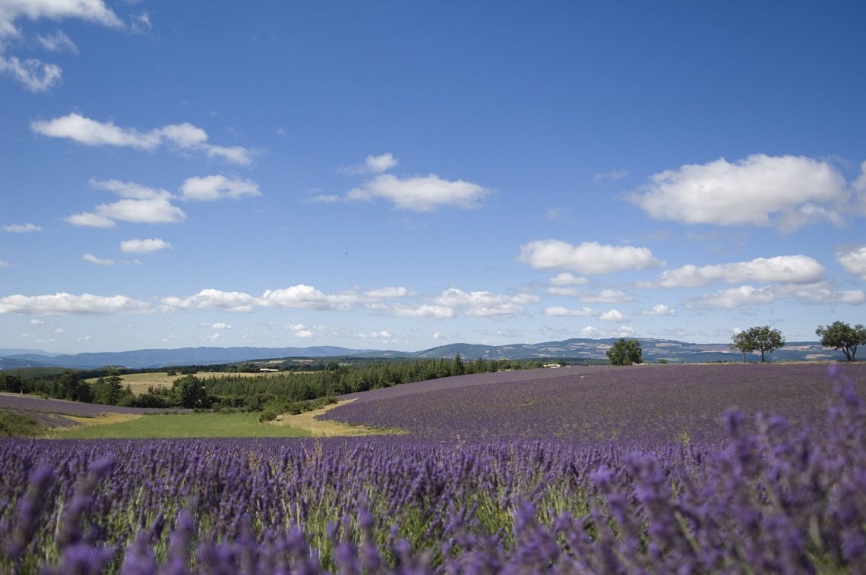 Lavande Haute Provence Luberon