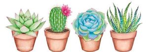Liens sur les Cactus- Plantes grasses et succulentes - Page 3 2103260832109215617336553