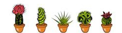 Liens sur les Cactus- Plantes grasses et succulentes 2103260843049215617336569