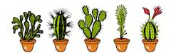 Liens sur les Cactus- Plantes grasses et succulentes 2103260843049215617336570