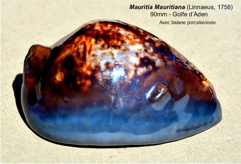 Mauritia mauritiana - (Linnaeus, 1758) - Page 7 21051305500814587717414955