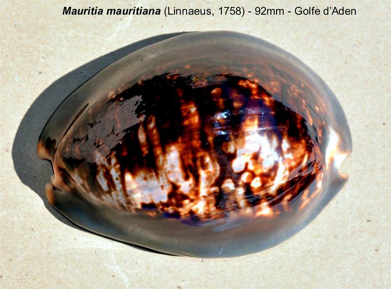 Mauritia mauritiana - (Linnaeus, 1758) - Page 7 21051305500814587717414956