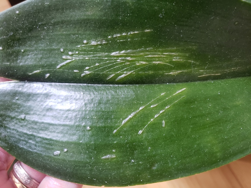 16209263618284985602538774065209