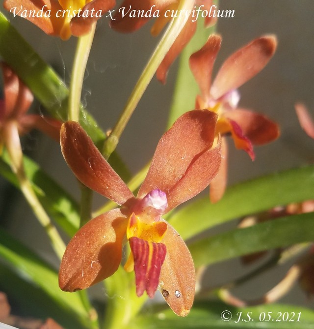 Vanda Rumrill (cristata x curvifolium) 21052711121211420017435572