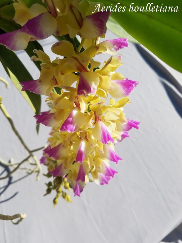Aerides houlletiana 21063011044211420017479327