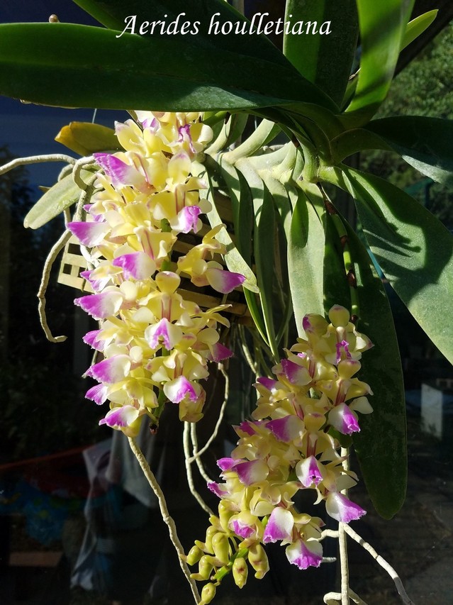 Aerides houlletiana 21063011044211420017479328