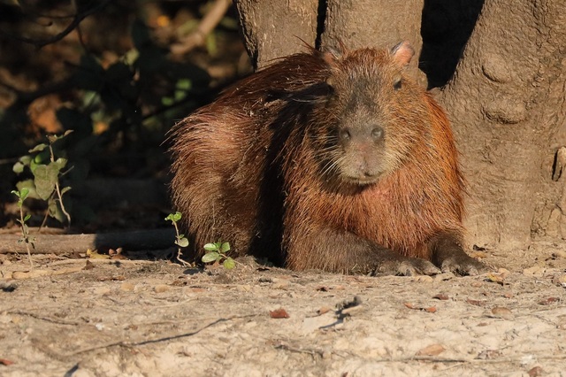 IMG_7468 TIFF - Capybara (Hydrochoerus hydrochaeris)