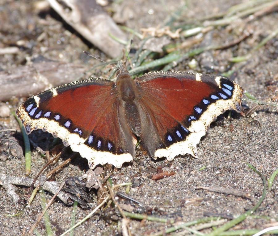 papillon  Qc5uMb-IMGP6310