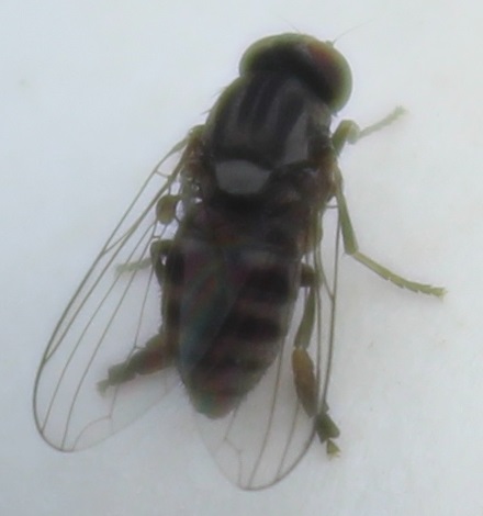 04. Lindneromyia, Agaric jaunissant