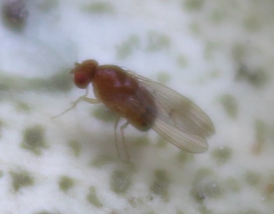 09. Drosophila phalerata, Russule verdoyante