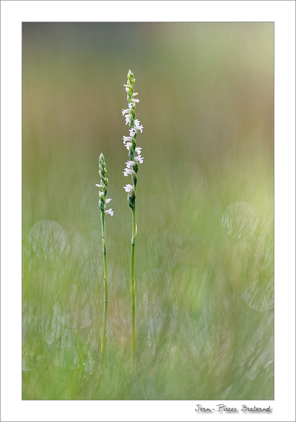 spiranthes 9775-9778 2021-08-28-19.19.30 ZS retouched
