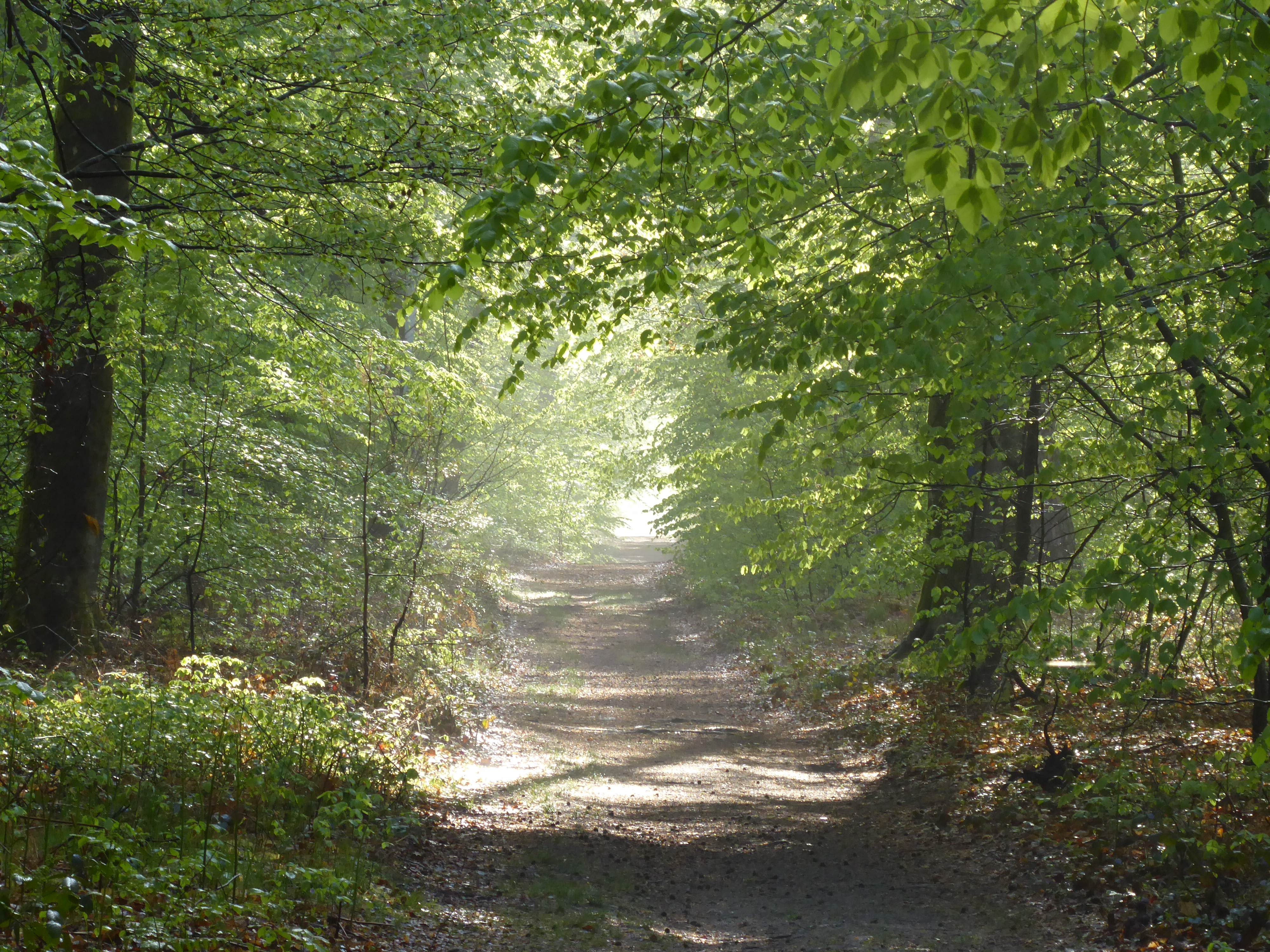 rando for&ecirc;t de Fontainebleau, point de vue Malmontagne - parcours n&deg;3