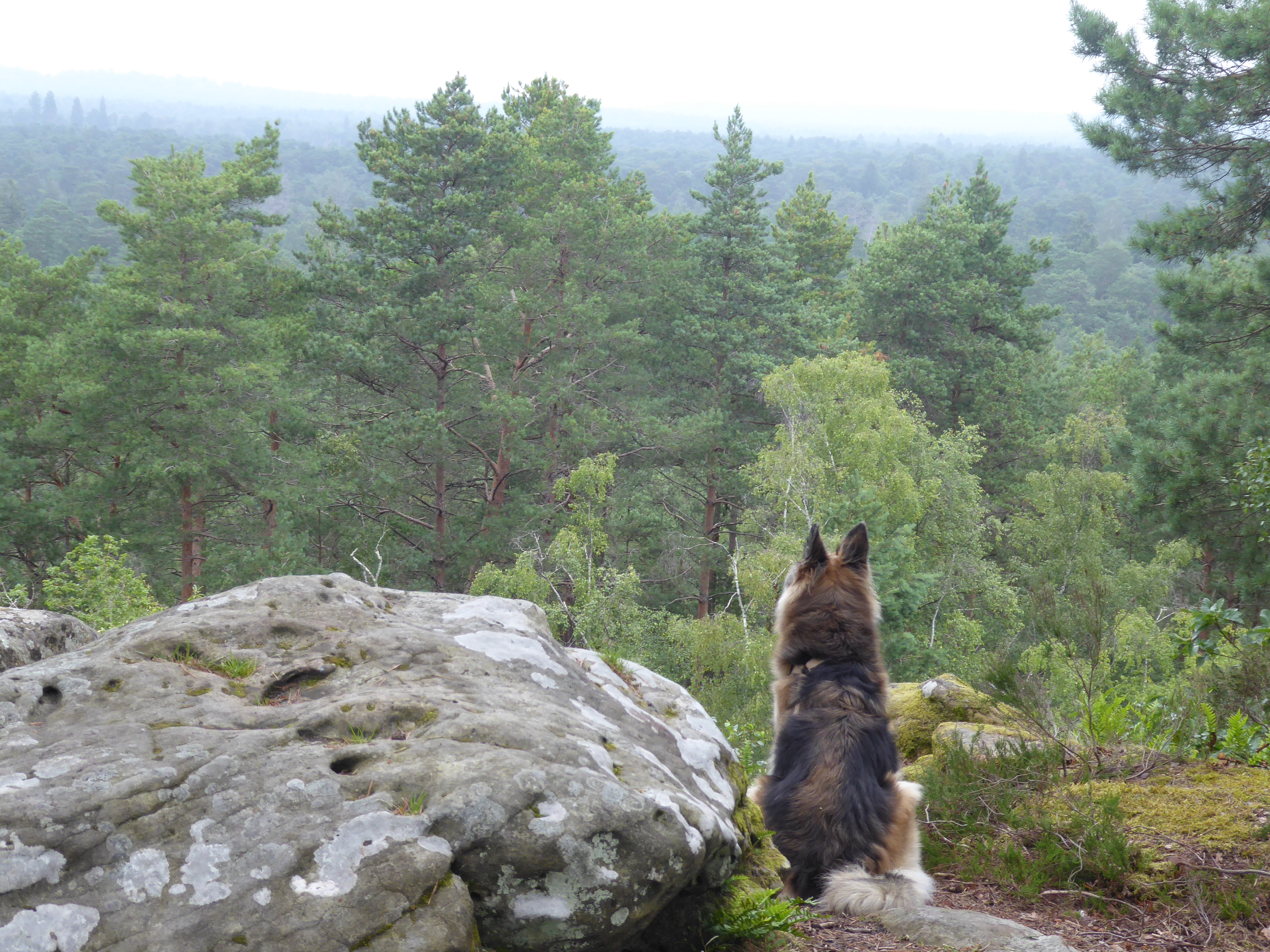 rando for&ecirc;t de Fontainebleau, point de vue Malmontagne - parcours n&deg;3