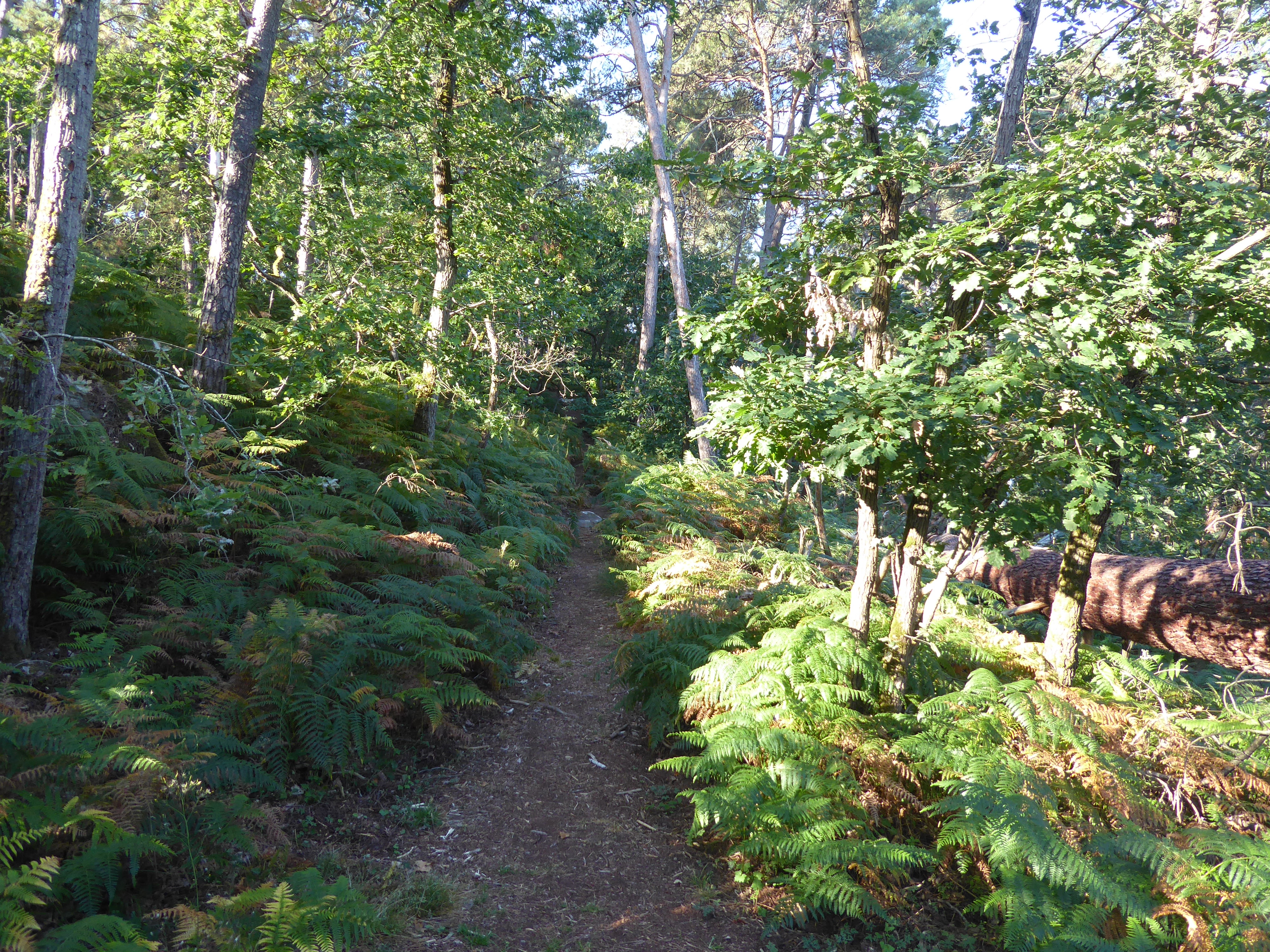 for&ecirc;t de Fontainebleau, Denecourt n&deg;10