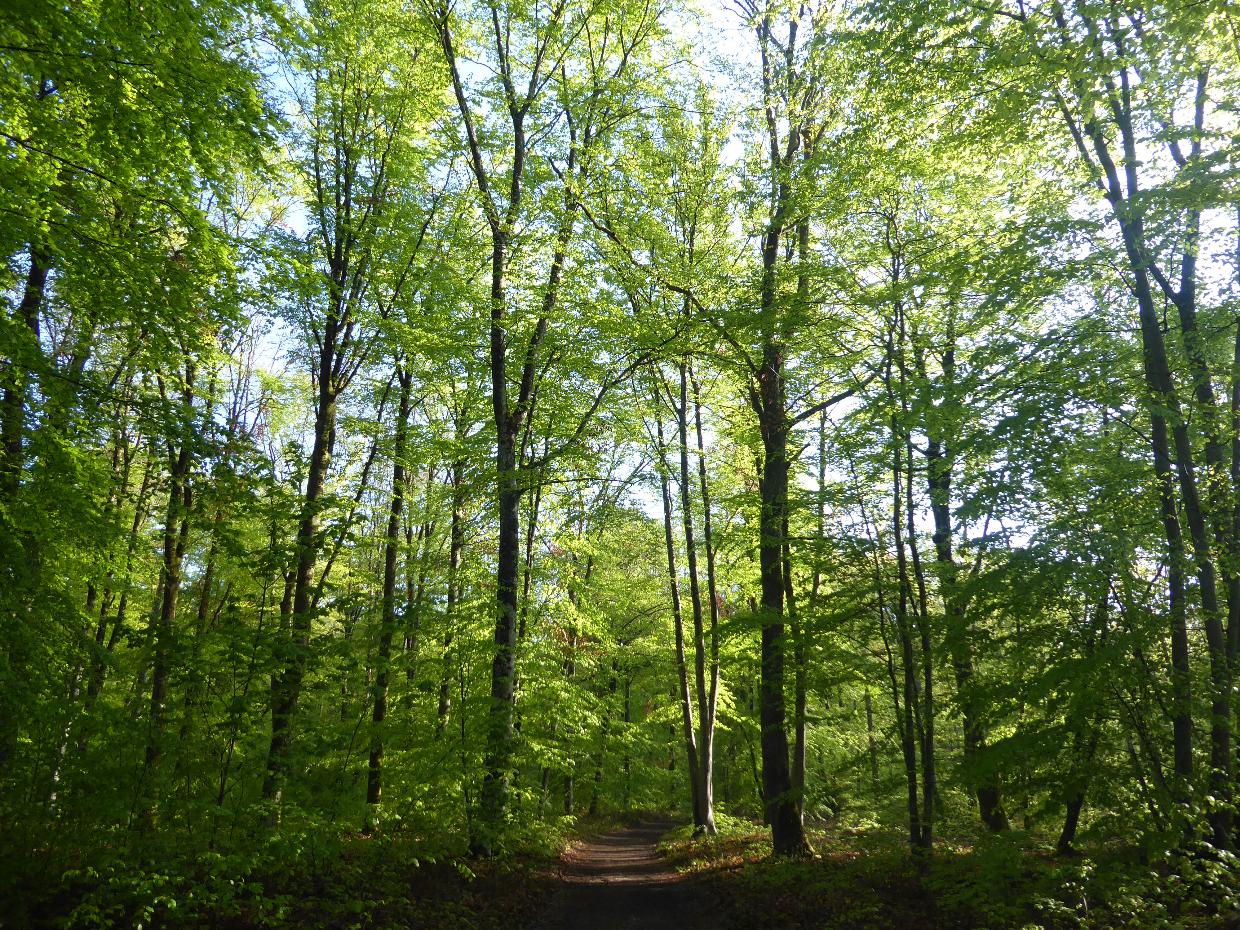 rando en for&ecirc;t de Fontainebleau, point de vue Malmontagne- Parcours n&deg;1