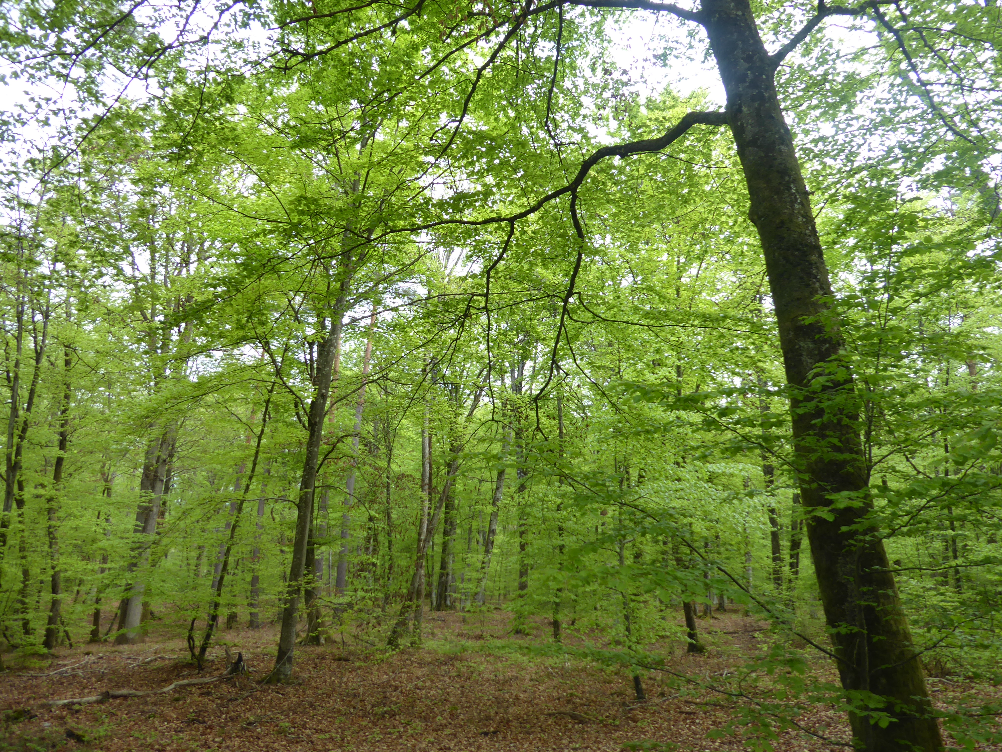 rando en for&ecirc;t de Fontainebleau, point de vue Malmontagne- Parcours n&deg;1