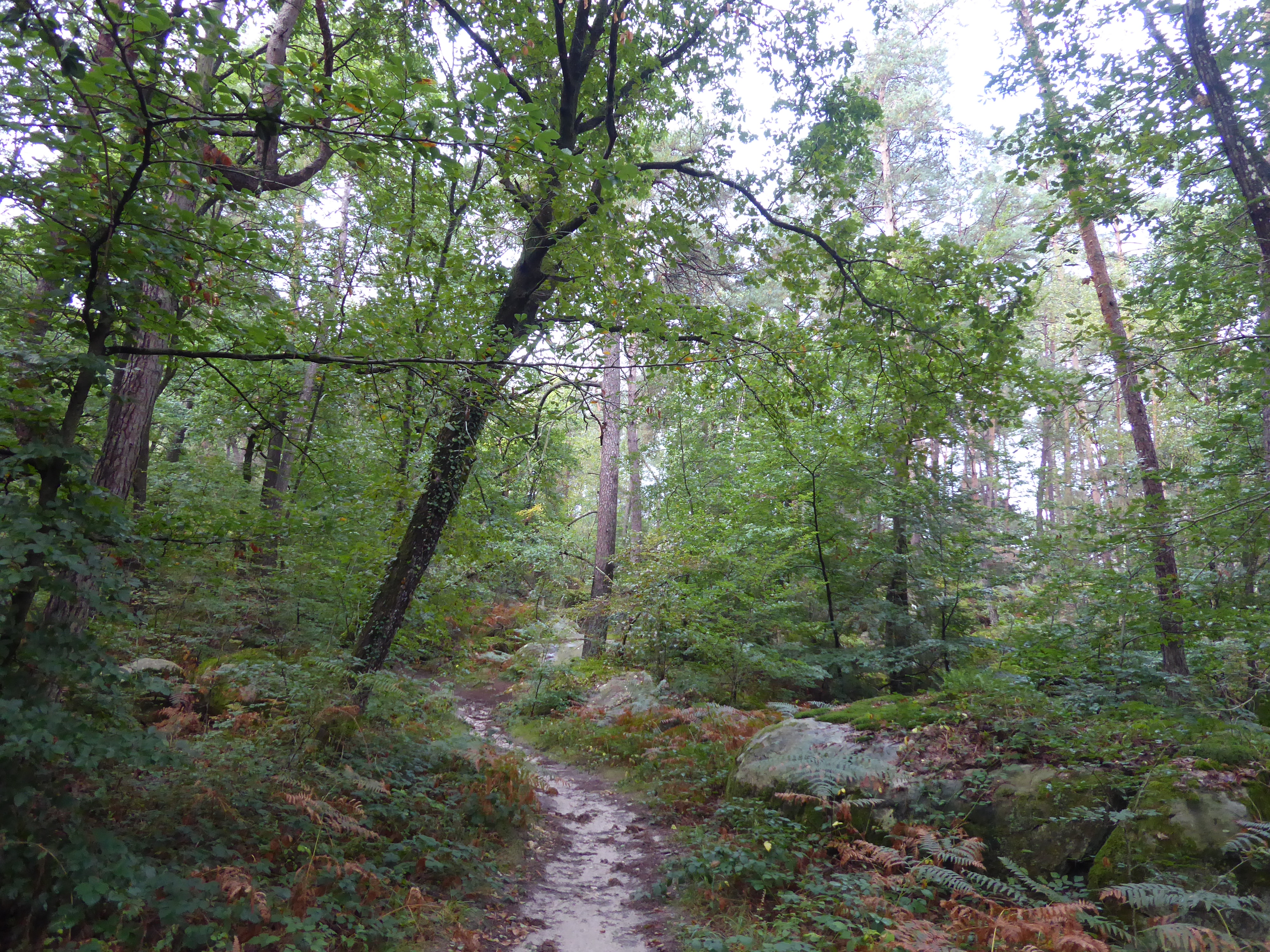 Point de vue Haut Mont par le Denecourt 17 - For&ecirc;t de Fontainebleau