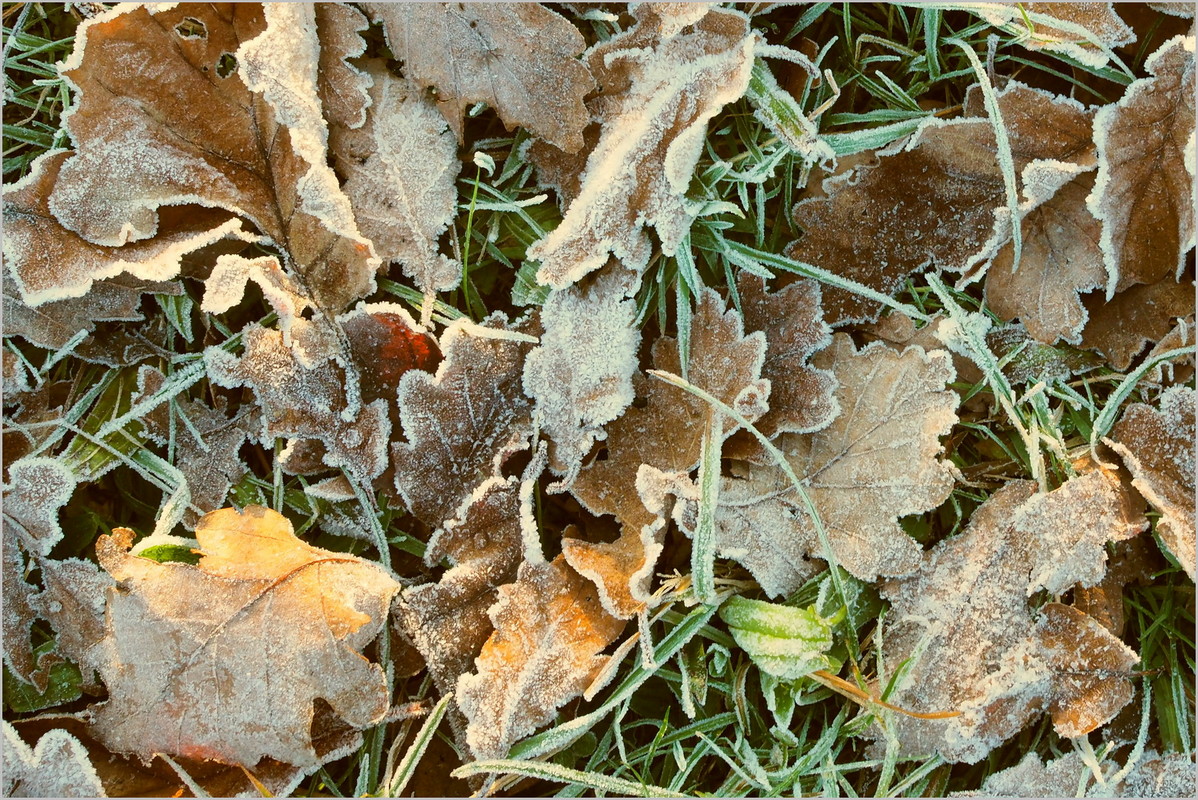 Givre du matin 21121006544725970717707014