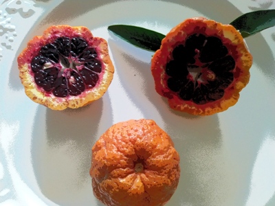 Mandarine Rubino r&eacute;duit - IMG_20211230_131714[1]